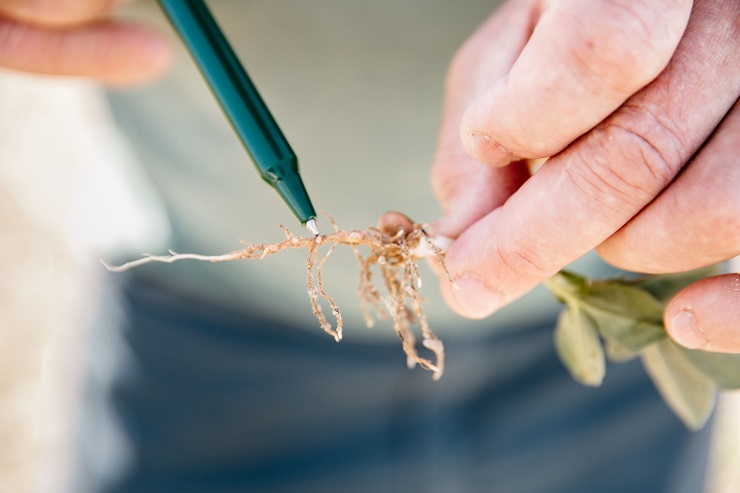 observation agriculture de conservation