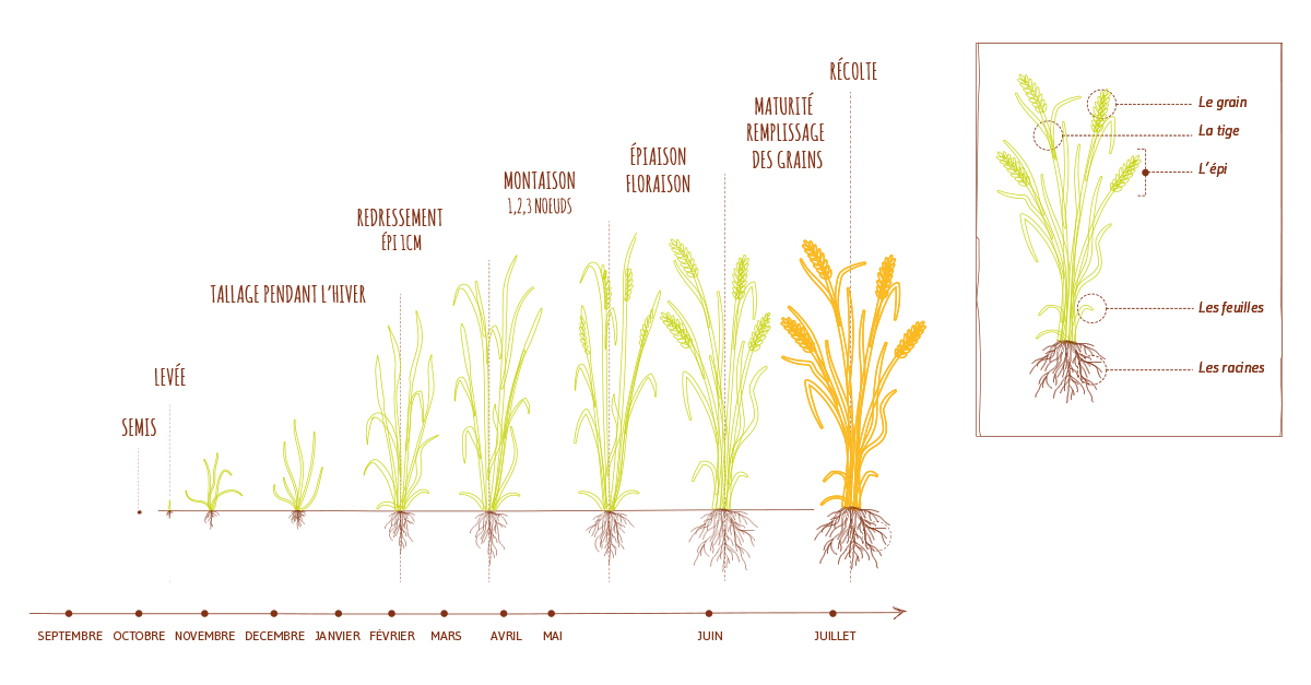 cycle du blé