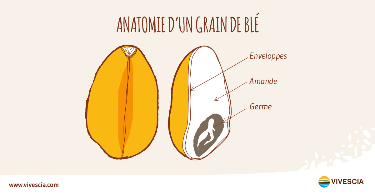 Quelle est la différence entre le son de blé et germe de blé