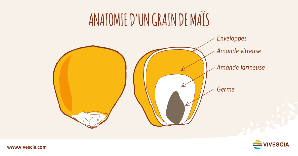 anatomie grain maïs