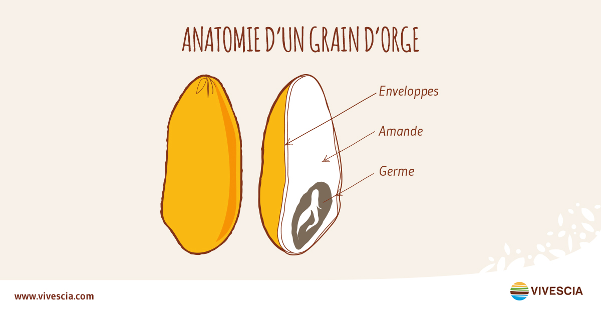 anatomie grain orge