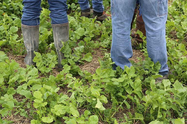 Photo d'un champ avec des couverts végétaux et des personnes en bottes