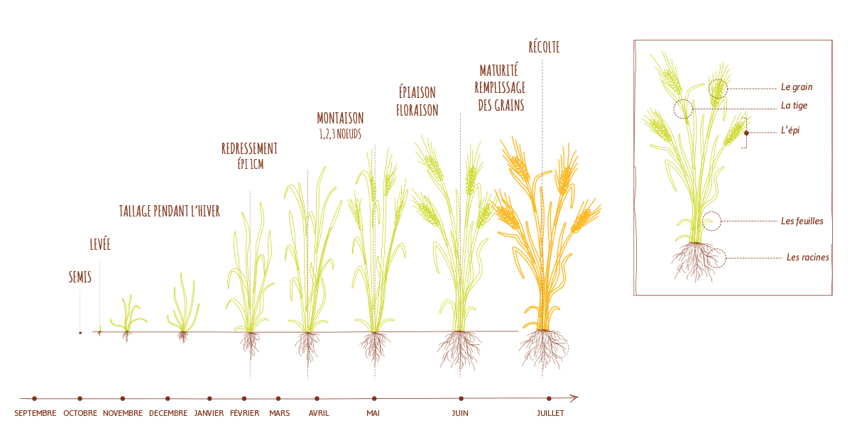 L'orge : quand est-il semé, quelle est son histoire – VIVESCIA