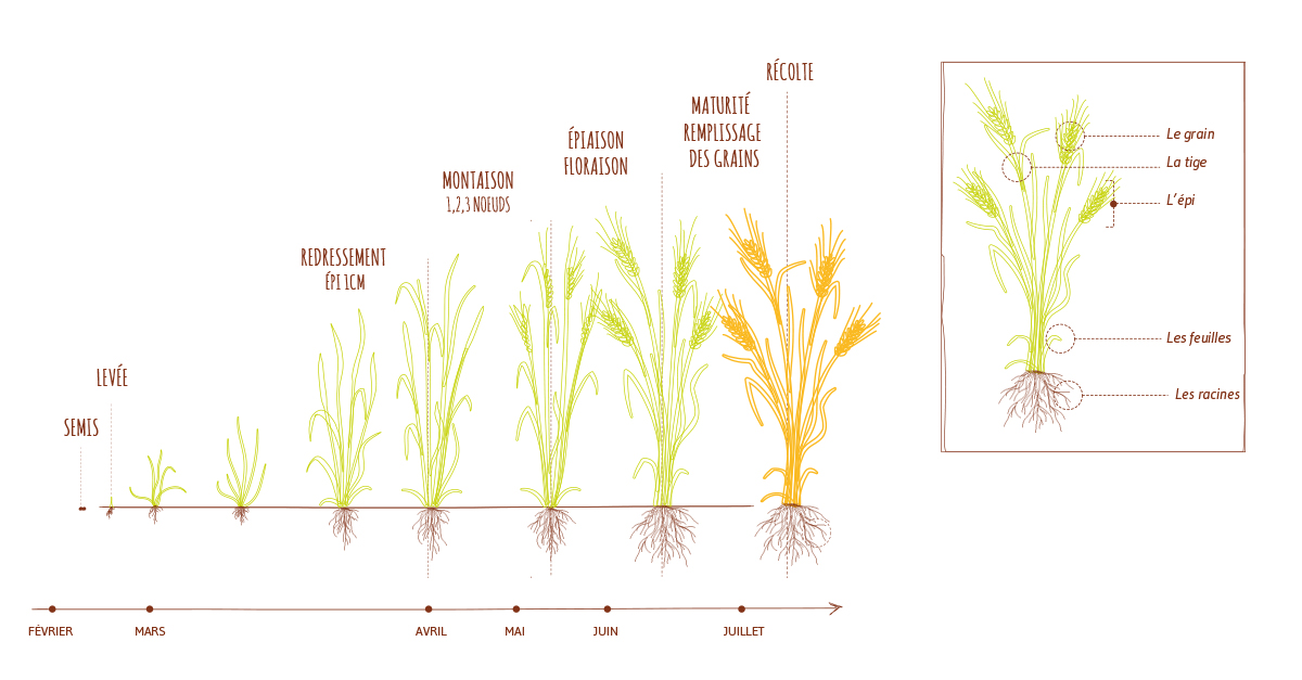 Les phases de la germination - Agronomie